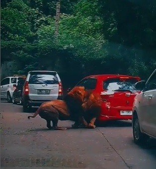 Viral Singa Tabrak Mobil Pengunjung di Taman Safari Prigen, Begini Kondisinya Saat Ini