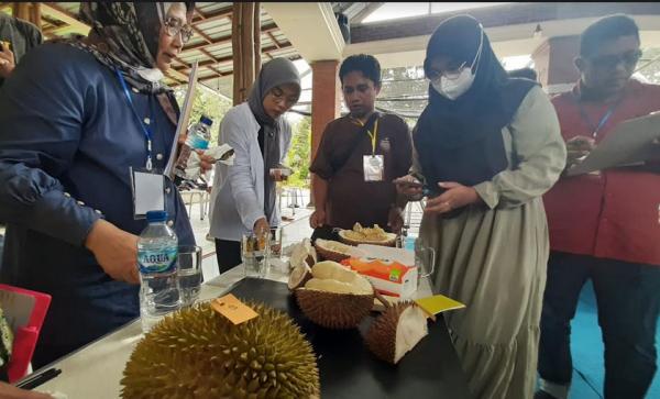 Durian Kali Wisnu Juara Kontes Durian Pekalongan 2023