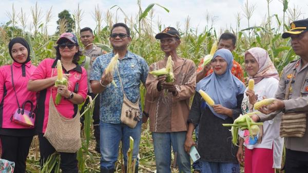 Panen Jagung Perdana Binaan Binmas Polres Mappi, Wujudkan Stabilitas Pangan