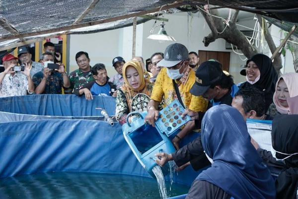 Kota Mojokerto Punya Lokasi Khusus untuk Beli Ikan Lele, Ini Tempatnya