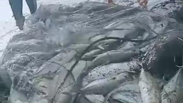 Nelayan Tangkap Ratusan Ekor Ikan Simba Berukuran Besar di Pantai Somil