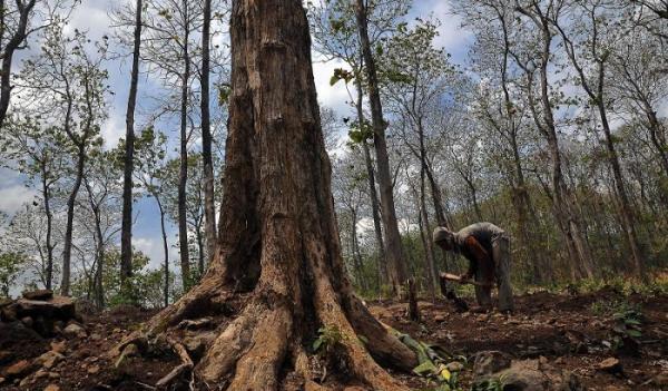 Mengharukan! Kakek dan Nenek Tuna Netra, Tinggal Berdua di Gubuk Tengah Hutan