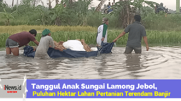 Tanggul Jebol, Puluhan Hektar Lahan Pertanian Terendam Banjir