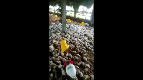 Diterjang Banjir Ribuan Ekor Ayam Siap Panen di Boyolali Mati