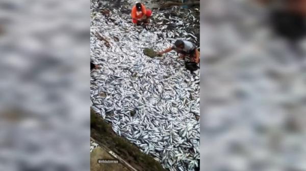 Viral Video Ribuan Ikan Mati di Pesisir Kali Baubau