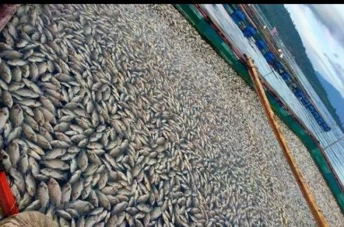 Ribuan Ikan Mati danTerapung di Danau Ranau OKU Selatan, Ada Apa?