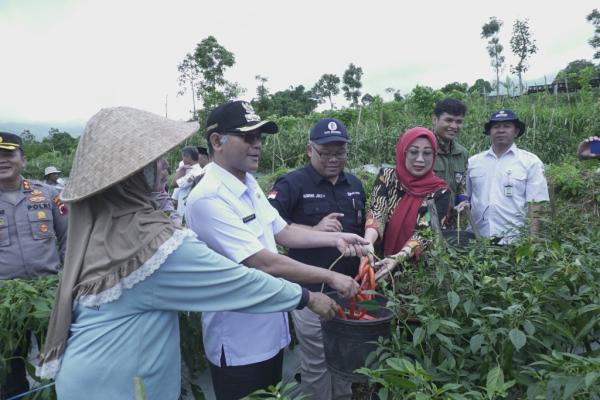 Panen Cabai Bersama di Desa Tlogolele Sukseskan Gerakan Nasional Pengendalian Inflasi Pangan