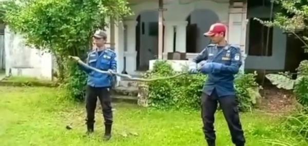 Nyaris Menyerang  Warga, King Kobra Sepanjang  2 Meter Berhasil Dievakuasi  Petugas Damkar