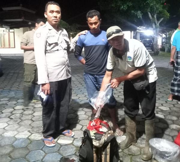 Perburuan Binatang Liar Marak di Banyuwangi, Bawa Daging Kijang dan Babi Liar, Warga Nganjuk Ditahan