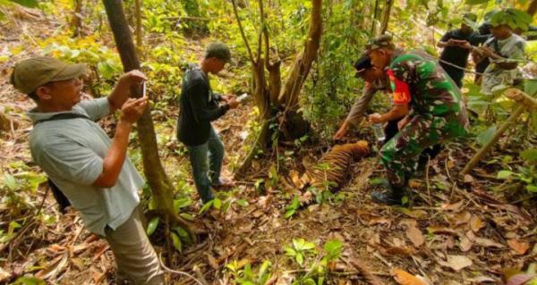 Hasil Olah TKP dan Pemeriksaan, Harimau Mati di Aceh Diduga Diracun