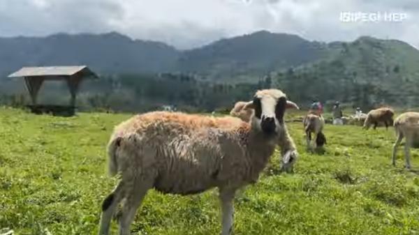 Wisata ke Banyumas Rasa New Zealand, Banyak Domba dan Bukit dengan Hamparan Rumput 