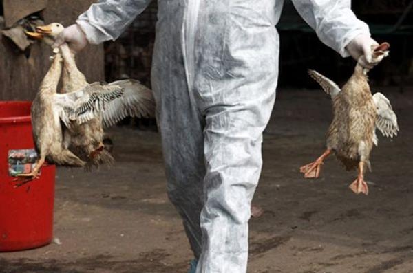 Pemerintah Umumkan Kasus Flu Burung Kembali Menyerang Indonesia, Lewat Edaran Kementerian Pertanian
