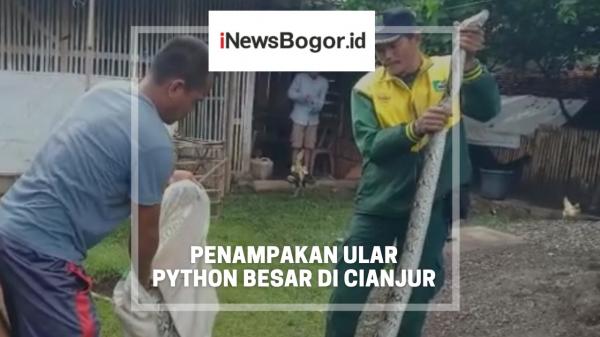 Penampakan Ular Python Besar Pemangsa Ternak Ayam Warga di Cianjur