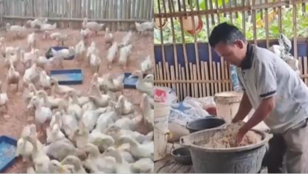 2 Kali Korban PHK, Mantan  Buruh Pabrik Pakan Sukses Ternak Bebek Peking