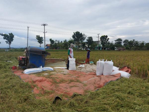 Petani di Pemalang Keluhkan Hasil Panen Padi Menurun, Mengaku Sulit Dapatkan Pupuk