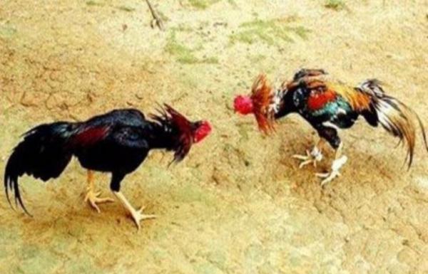 Cerita Pertarungan Ayam Maulana Hasanudin dan Prabu Pucuk Umun  hingga Cibeo Baduy