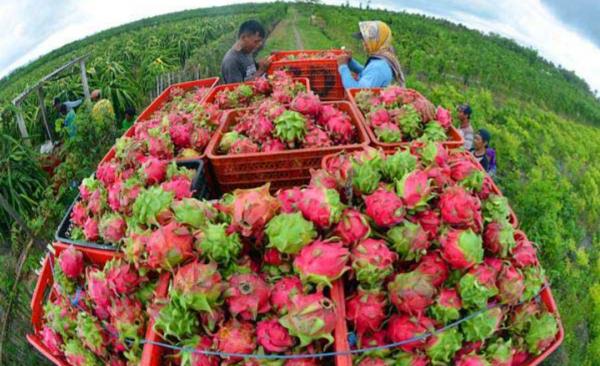 Nasib Malang Pencuri Buah Naga di Banyuwangi, Tertangkap dan Dipenjara