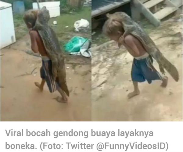 Waduh! Buaya Digendong Bocah, Kok Bisa?