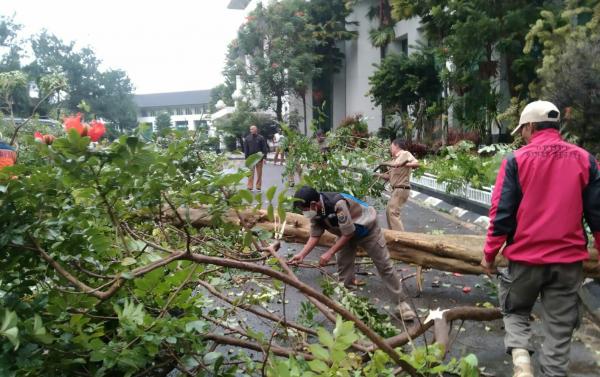 Pohon Setinggi 15 Meter di Depan Kantor Bupati Bandung Barat Tumbang Diterjang Angin Kencang