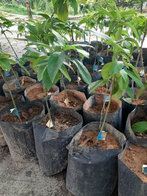 Ratusan Kades di Simalungun Desak Oknum Pejabat BPMN Kembalikan Selisih Pembelian Bibit Pohon