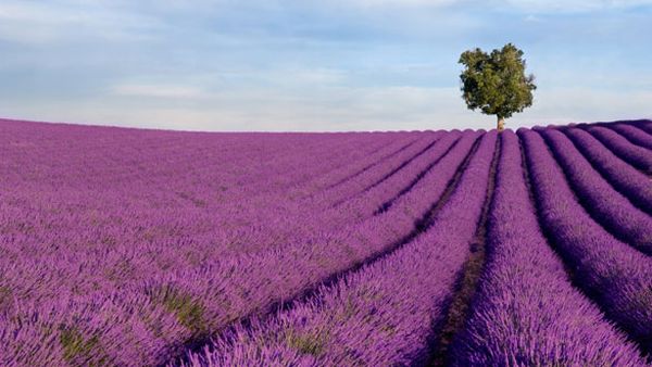 Gurun Pasir di Arab Saudi Berubah Jadi Ladang Lavender, Inilah 4 Fakta Menariknya!