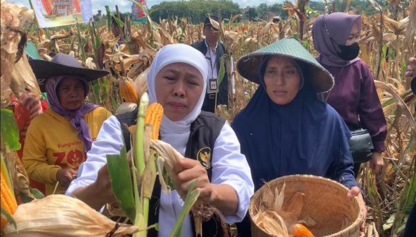 Panen Raya Jagung Reog 234, Khofifah: Harus Segera Dipatenkan