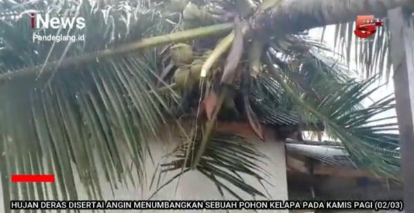 Rumah Warga Miskin Tertimpa Pohon Kelapa hingga Rusak