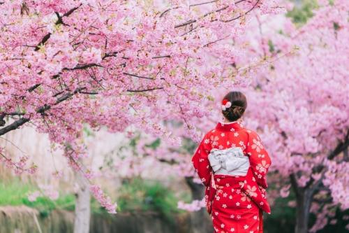 Inilah Asal - usul Kenapa Jepang Dijuluki Negeri Sakura