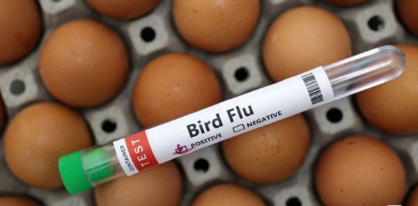 Cegah Penularan Kian Meluas, Vaksinai Massal Flu Burung akan Digencarkan di Cimahi