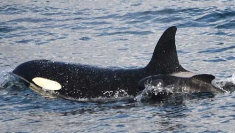 Para Peneliti Belum Bisa Pecahkan Misteri Bayi Paus Pilot Mengikuti Induk Orca 