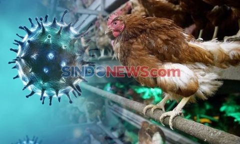 Penularan Flu Burung Varian Baru Diwaspadai, Menkes Minta Seluruh Daerah-daerah Jangan Kecolongan