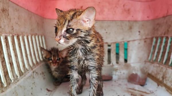 Perdagangan Satwa Dilindungi, Sejumlah Kucing Hutan dan Musang Diamankan Polisi 