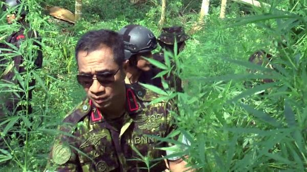 BNN RI Musnahkan 4 Hektar Ladang Ganja di Perbukitan Aceh Utara
