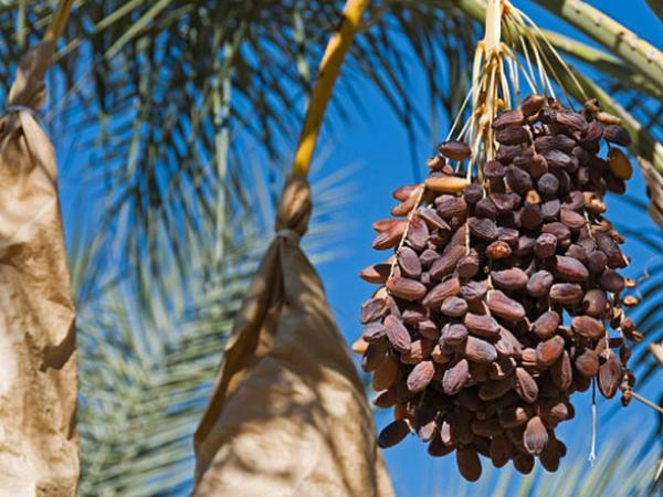 Mengenal Budidaya dan 7 Negara Penghasil Kurma Terbesar di Dunia