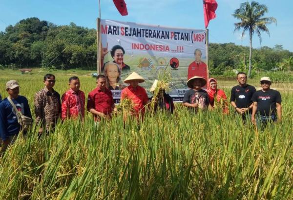 M Nurdin: Padi MSP Bantu Petani Kuningan Tingkatkan Hasil Pertanian