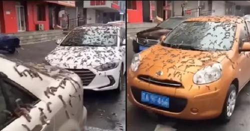 Orang-Orang Kebingungan Fenomena Hujan Cacing di China, Apa Penyebabnya?