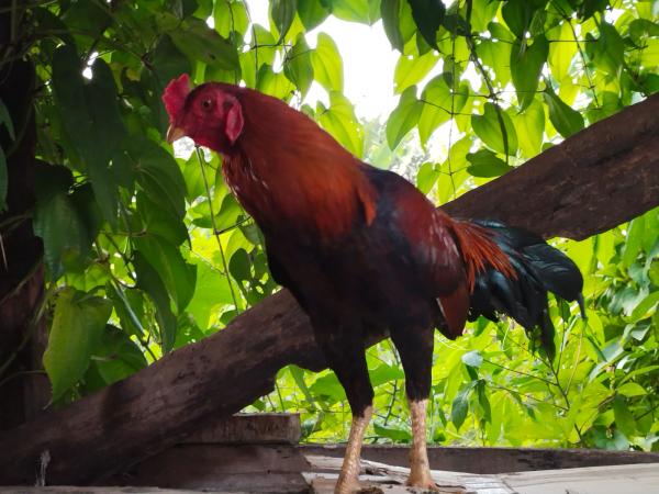 Cegah Flu Burung Diskanak Garut Sarankan Kesehatan Ternak Dijaga