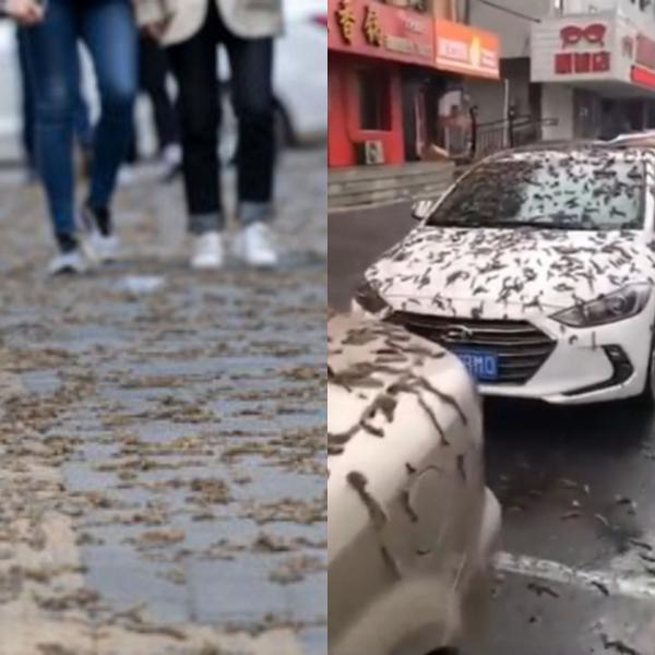 Hujan Cacing di China Bikin Heboh Netizen, Kok Bisa!