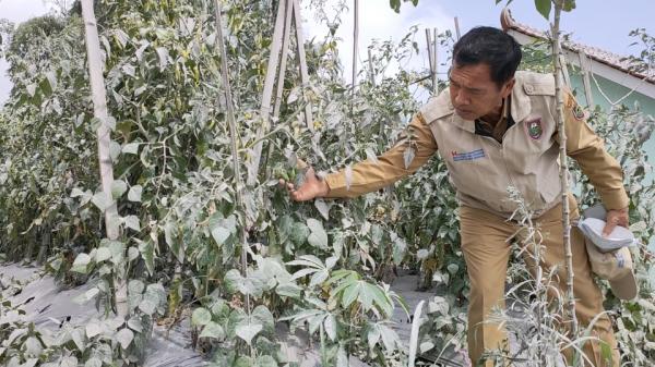 Ratusan Hektar Tanaman Pertanian di Selo Boyolali Terpapar Abu Vulkanik