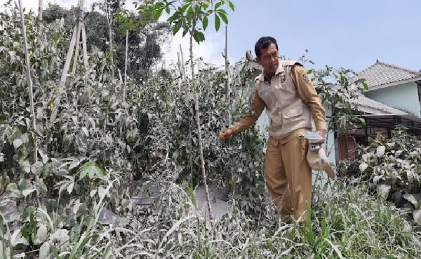 Tertutup Abu Vulkanin Gunung Merapi, Tanaman Sayur di Boyolali Gagal Panen