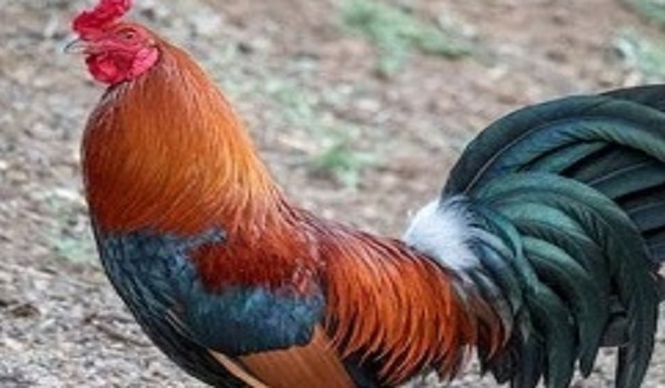 Cegah Penularan Flu Burung, Hewan Ternak di Kabupaten Sumedang Wajib Kantongi Surat Sehat
