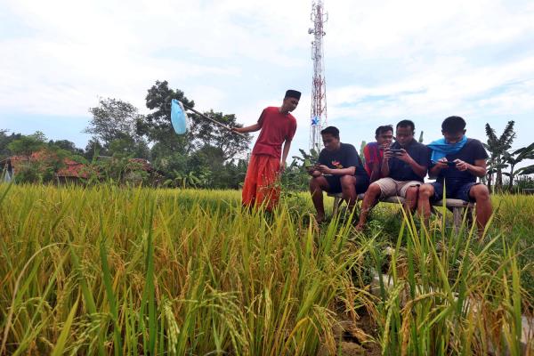 Main Game di Sawah