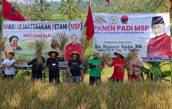 PDIP Bantu Petani Dapil Jabar X Panen Padi Lebih Cepat hanya 65 Hari