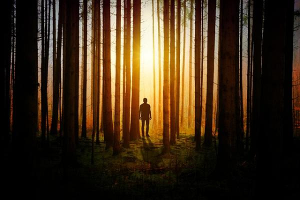 4 Arti Mimpi Tersesat di Hutan, Ada Suatu Kejadian Bakal Menimpa, Apa Itu?