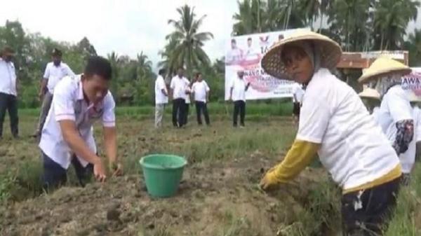 Partai Perindo Ajak Tanam Bawang Petani di Padangsidimpuan