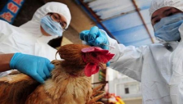 Waspada Flu Burung, Diskanak Sumedang Lakukan Uji Sampel pada 9 Hewan Ternak Mati