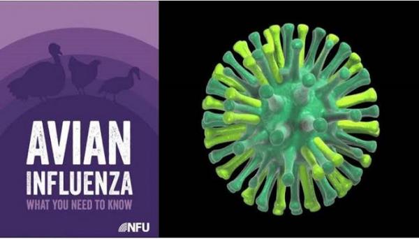 Ancaman Zoonosis, Pemkab Sumedang Tingkatkan Kewaspadaan Wabah Flu Burung
