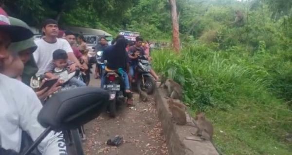 Kawanan Monyet Liar di Jembatan Citarum Lama Cianjur jadi Hiburan Warga 'Ngabuburit' Jelang Buka