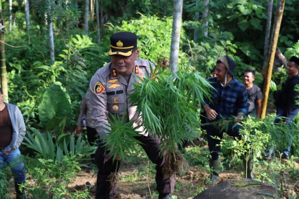 Polres Aceh Utara Musnahkan 16 Ribu Batang Ganja di Perbukitan Sawang