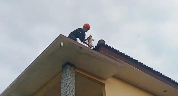 Petugas Damkar Evakuasi Seekor Kucing  Terjebak di Atap Rumah